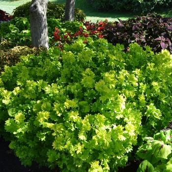 Coleus 'Twist of Lime' (073985)