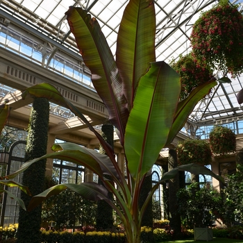 Ensete ventricosum 'Maurelii' (074020)