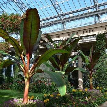 Ensete ventricosum 'Maurelii' (074021)