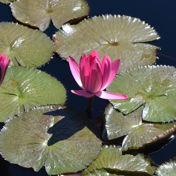 Nymphaea 'Catherine Marie' (074023)