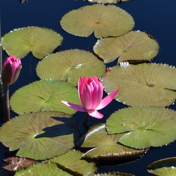 Nymphaea 'Catherine Marie' (074024)