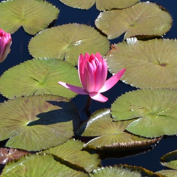 Nymphaea 'Catherine Marie' (074025)