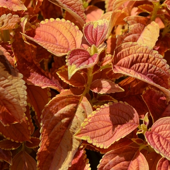 Coleus 'Rustic Orange' (074027)