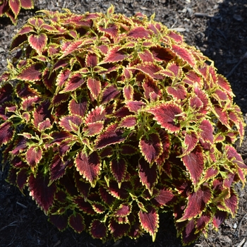 Coleus 'Olympic Torch' (074028)