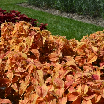 Coleus 'Rustic Orange' (074029)