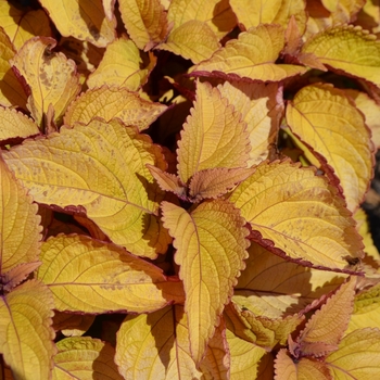 Coleus 'Orange King' (074032)