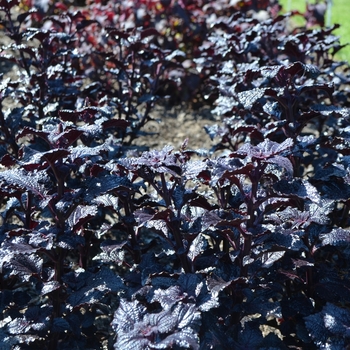 Coleus 'Shiny Shoes' (074033)