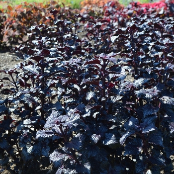 Coleus 'Shiny Shoes' (074034)