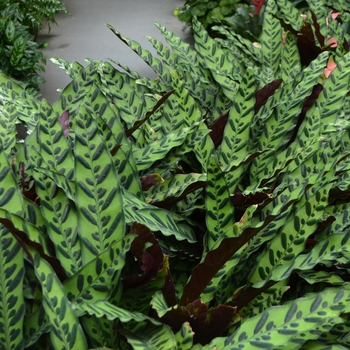 Calathea lancifolia '' (074036)