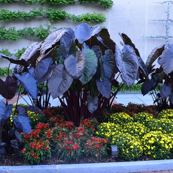 Colocasia esculenta Royal Hawaiian® 'Black Coral' (074045)