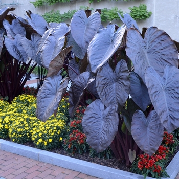 Colocasia esculenta Royal Hawaiian® 'Black Coral' (074046)