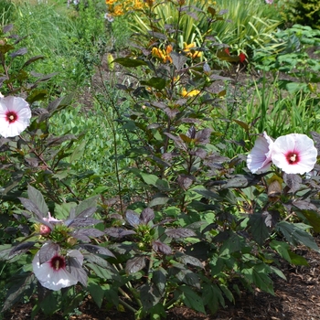 Hibiscus 'Small Wonder' (074056)