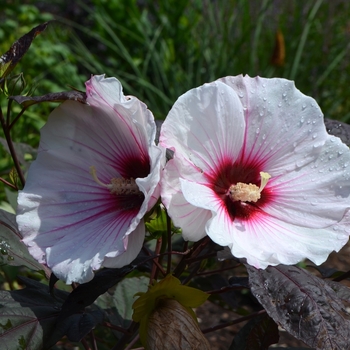 Hibiscus 'Small Wonder' (074058)