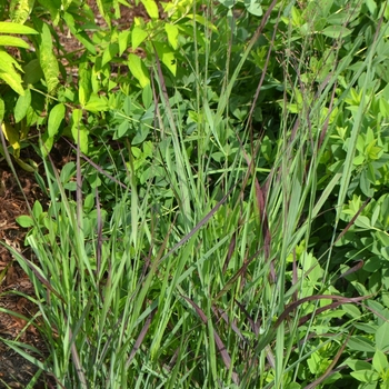 Panicum virgatum 'Ruby Ribbons' (074069)