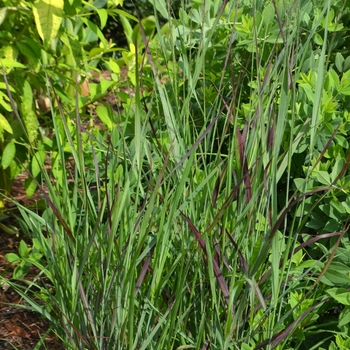 Panicum virgatum 'Ruby Ribbons' (074071)