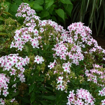 Phlox paniculata 'Bright Eyes' (074072)