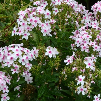 Phlox paniculata 'Bright Eyes' (074074)