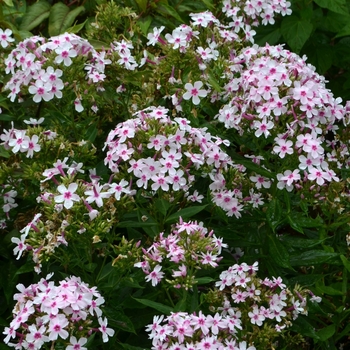 Phlox paniculata 'Bright Eyes' (074075)