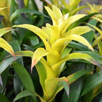 Guzmania 'Marjan' (074084)