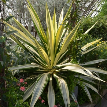 Furcraea foetida 'Mediopicta' (074087)