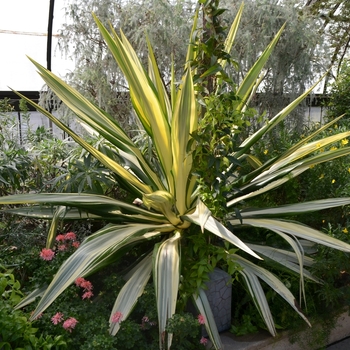 Furcraea foetida 'Mediopicta' (074088)