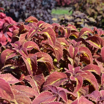 Coleus scutellarioides 'Saturn' (074090)