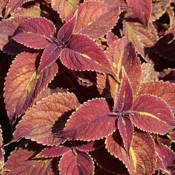 Coleus scutellarioides 'Saturn' (074091)