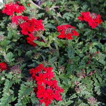 Verbena Babylon® '' (074126)