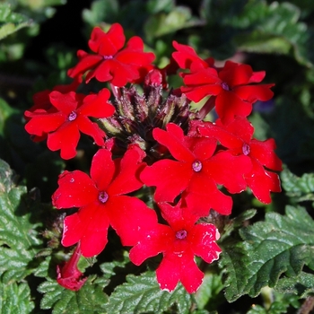 Verbena Babylon® '' (074127)