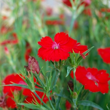 Dianthus 'Scarlet' (074132)