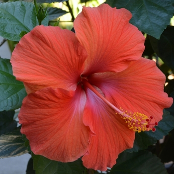 Hibiscus rosa-sinensis '' (074136)