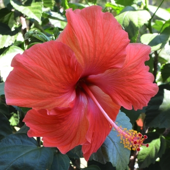 Hibiscus rosa-sinensis '' (074138)