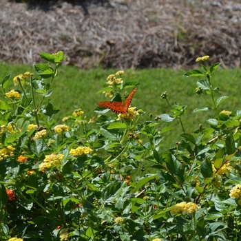 Lantana camara 'Chapel Hill Yellow' (074141)