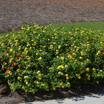 Lantana camara 'Chapel Hill Yellow' (074142)