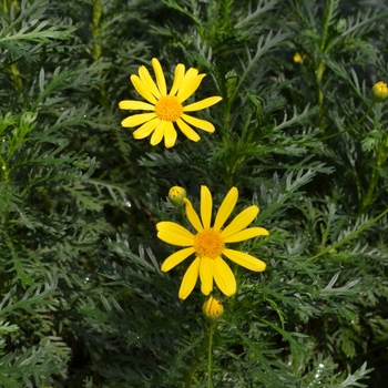 Euryops pectinatus 'Viridis' (074147)