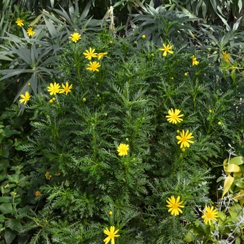 Euryops pectinatus 'Viridis' (074148)