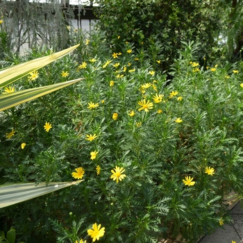 Euryops pectinatus 'Viridis' (074149)