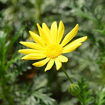 Euryops pectinatus 'Viridis' (074150)