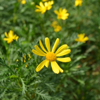 Euryops pectinatus 'Viridis' (074151)