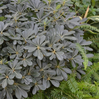 Pittosporum tobira 'Wheeler's Dwarf' (074152)