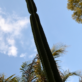 Cereus hildmannianus '' (074166)