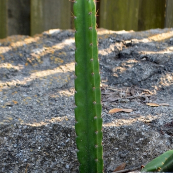 Cereus fernambucensis '' (074170)