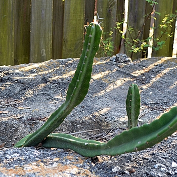 Cereus fernambucensis '' (074171)