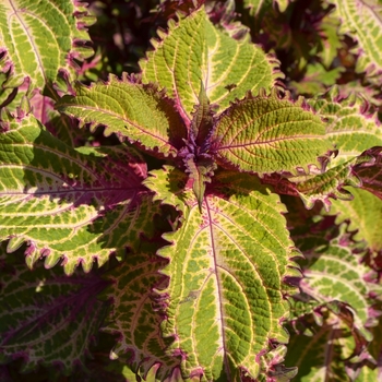 Coleus 'Peter Wonder' (074193)