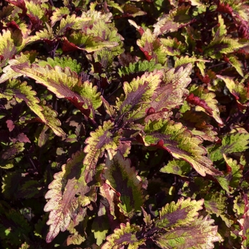 Coleus 'Roaring Fire' (074195)