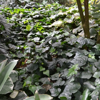 Hedera caneriensis '' (074206)