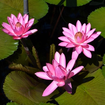 Nymphaea 'Shirley Byrne' (074214)