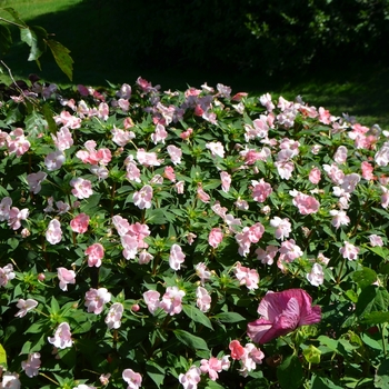 Impatiens SunPatiens® '' (074234)