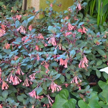 Fuchsia Tassel™ 'Salmon Pink' (074244)