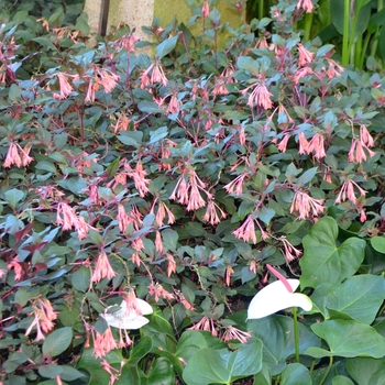 Fuchsia Tassel™ 'Salmon Pink' (074246)